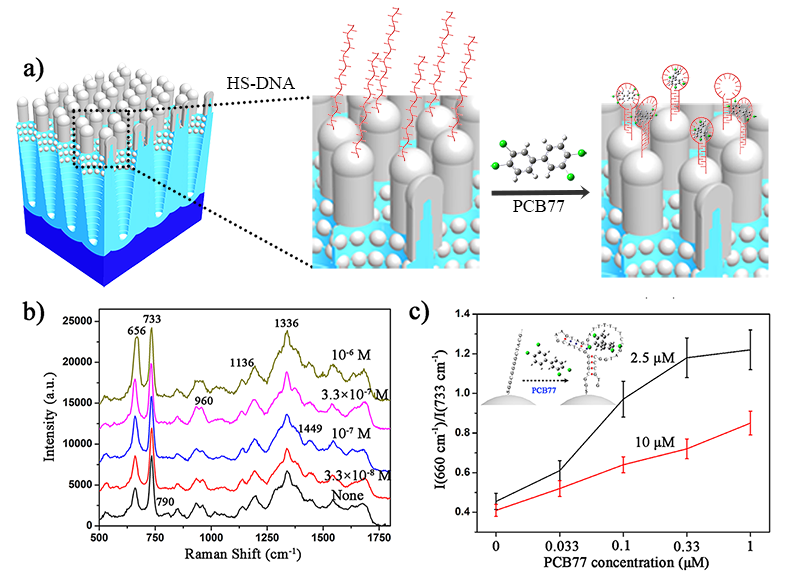 The label-free SERS quantitative measurement of PCB-77 using aptamer modified Ag-NRs arrays based on the evaluation of the Raman intensity ratio I(656 cm？1)/I(733 cm？1).