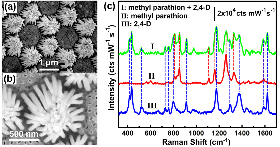 SERS detection of pesticides in water by using the fabricated Ag-nanorod bundle array.