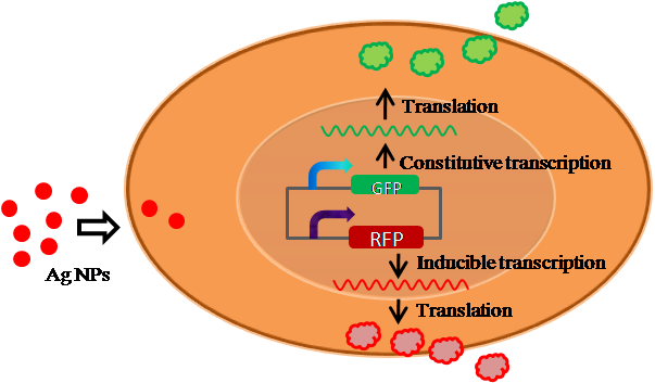 Schematic drawing of detecting the toxicity of nanoparticels with the dual-fluorescent biosensor system.