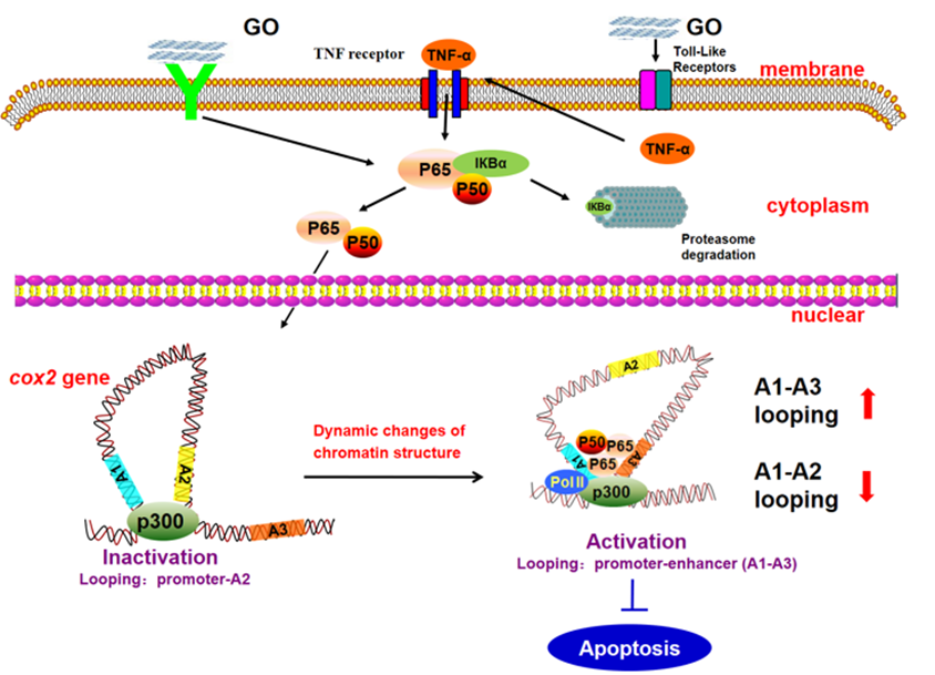 A schematic delineating the mechanism underlying GO-induced cox2 activation through the dynamic chromosomal interactions. (Image by SUN Yuxiang).png