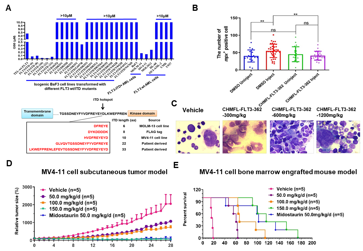 In vitro/vivo effects of CHMFL-FLT3-362 against the FLT3-ITD preclinical models of AML.png