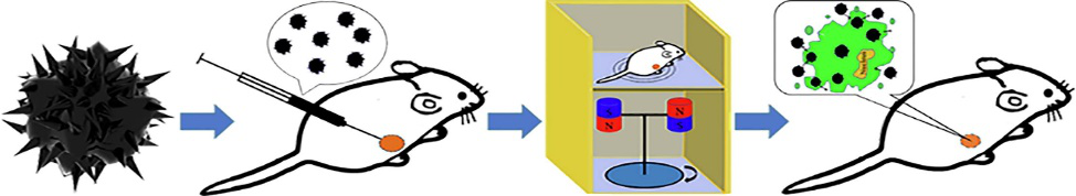 Inhibits Tumor Growth under Rotating Magnetic field