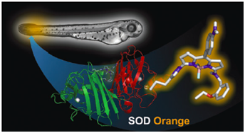 SODO probe selectively and sensitively achieves the in vivo imaging and in vitro detection of Cu/Zn SOD