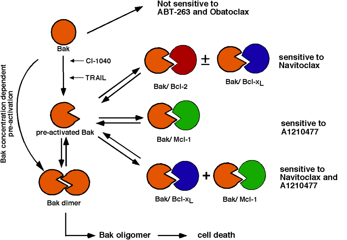 Model of concentration-dependent Bak autoactivation