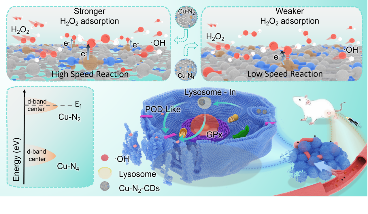 高精度腫瘍抑制を実現する新規銅ナノ酵素（New Copper Nanozyme Shows Powerful Tumor Suppression with High Precision）