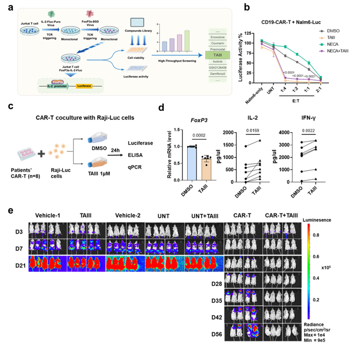 CAR-T療法を強化し「コールド腫瘍」を活性化する新規天然分子（New Natural Molecule Boosts CAR-T Therapy and Turns Cold Tumors Hot）