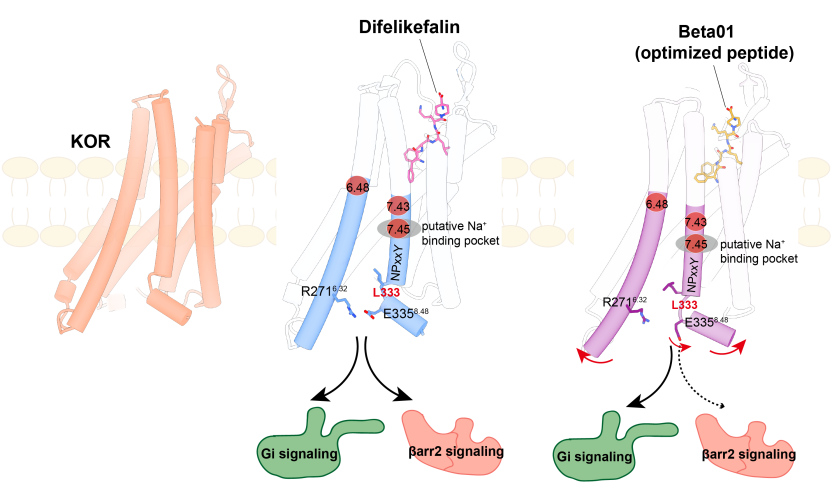 慢性疼痛と掻痒症向けのより安全な薬剤候補を設計 (Researchers Design Safer Drug Candidate for Chronic Pain and Pruritus) 慢性疼痛と掻痒症向けのより安全な薬剤候補を設計 (Researchers Design Safer Drug Candidate for Chronic Pain and Pruritus)