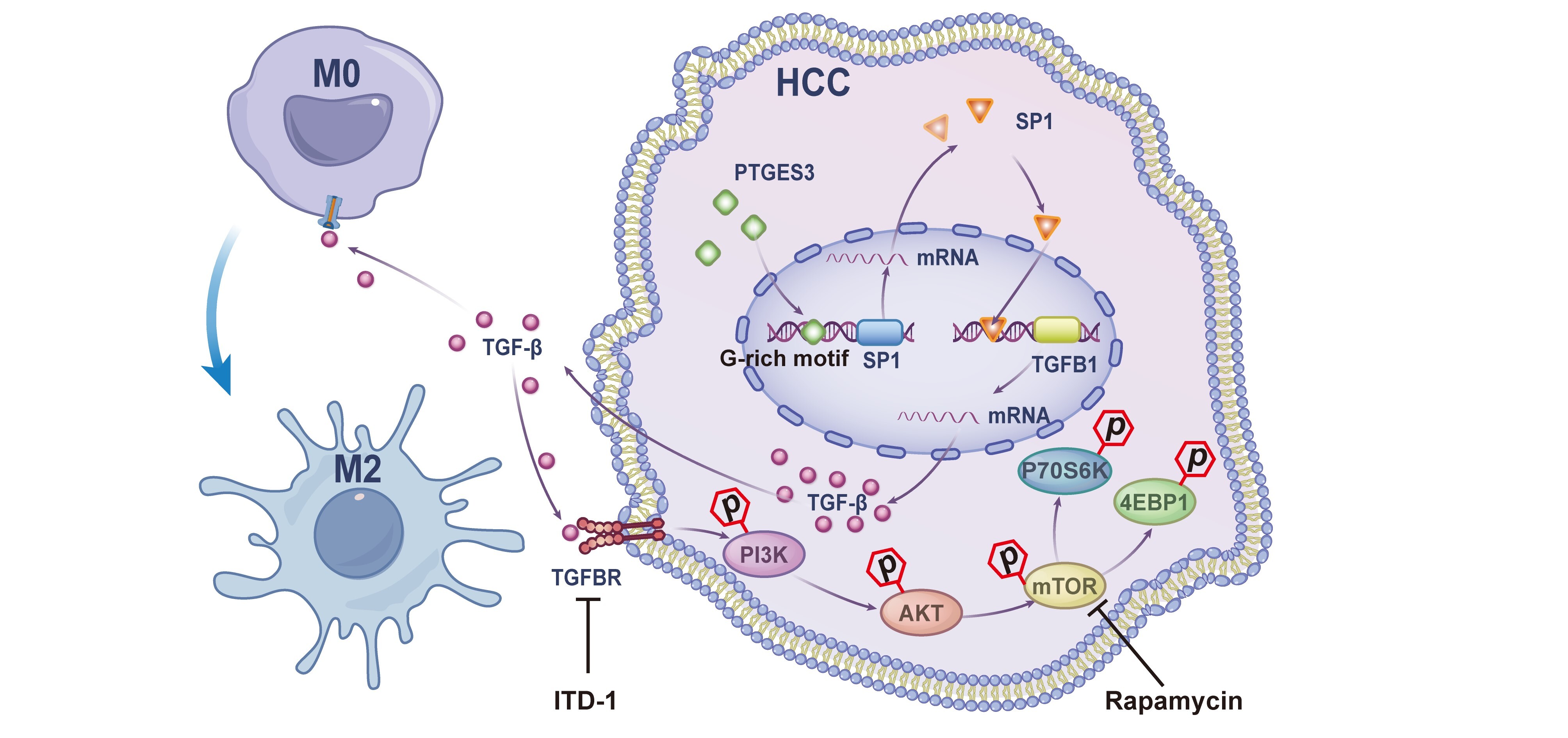 PTGES3の新たな役割が肝がんの増殖と免疫回避で解明（New Role of PTGES3 Uncovered in Liver Cancer Growth and Immune Evasion）