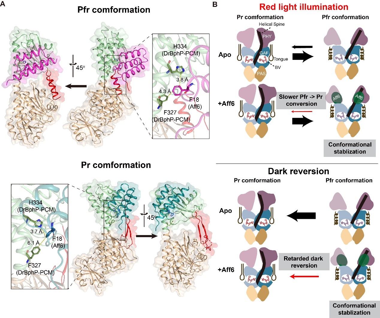 MagRedシステムにおける光状態認識の分子基盤を解明（Researchers Reveal Molecular Basis of Photo-State Recognition in MagRed System）