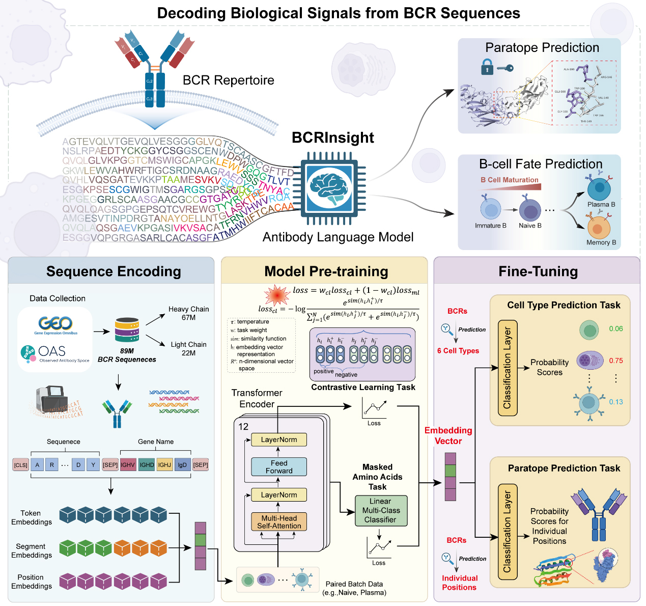B細胞受容体の特徴を解析するAIモデルを開発（Researchers Develop AI Model to Decode B-Cell Receptor “Fingerprints”）