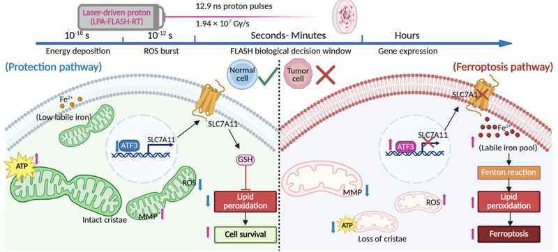 ナノ秒陽子FLASH放射線治療が正常細胞の損傷を低減（Nanosecond Proton FLASH Radiotherapy Reduces Normal Cell Damage）