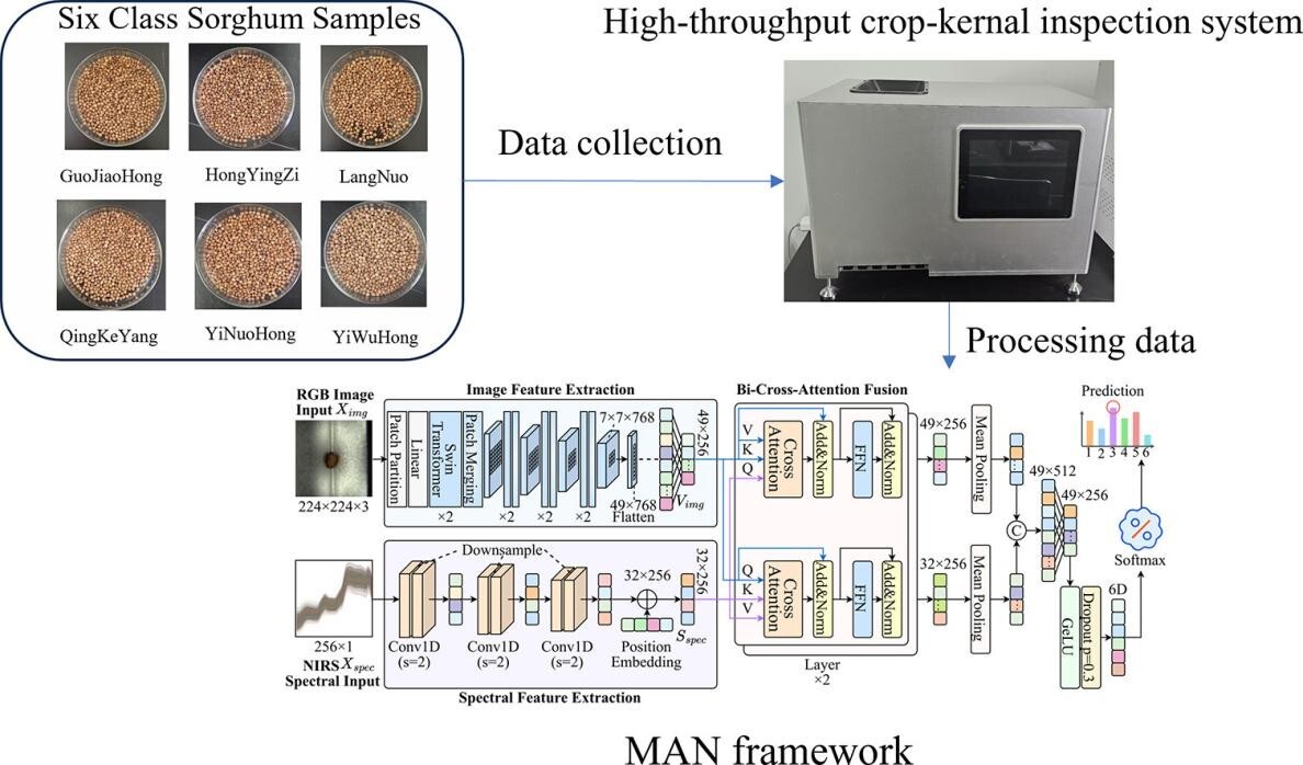 白酒生産向けソルガム品種識別の新手法を開発（New Methods Improve Sorghum Variety Identification for Baijiu Production）